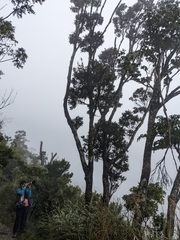 Lithocarpus dodonaeifolius