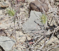 Eremopyrum orientale