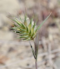 Eremopyrum orientale