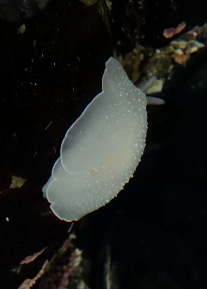 Boreoberthella chacei