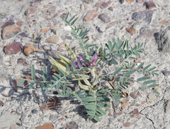 Astragalus oxyglottis