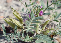 Astragalus oxyglottis