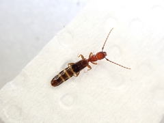 Diagrypnodes wakefieldi