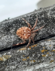 Backobourkia brouni