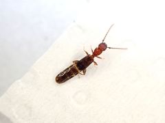 Diagrypnodes wakefieldi