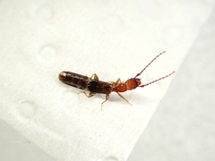 Diagrypnodes wakefieldi