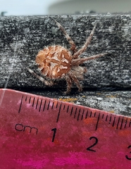 Backobourkia brouni
