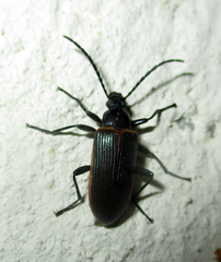 Praeugenini