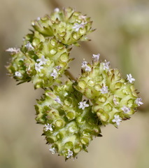 Valerianella muricata