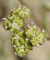 Valerianella muricata