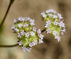 Valerianella muricata