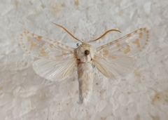 Holcocerus laudabilis