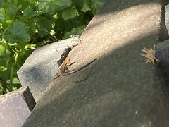 Trachylepis depressa