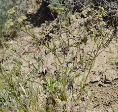 Valerianella muricata