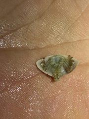 Cryptolithodes typicus