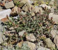 Scutellaria orientalis orientalis