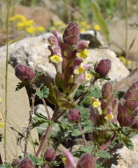 Scutellaria orientalis orientalis