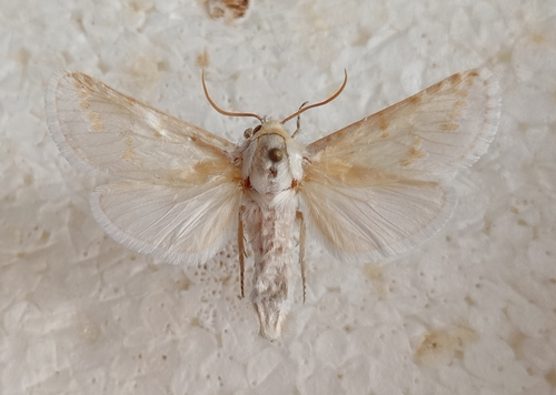 Holcocerus laudabilis photographed in Syria
