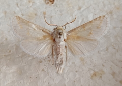 Holcocerus laudabilis