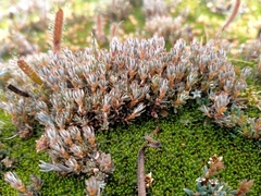 Montitega dealbata