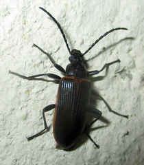 Praeugenini