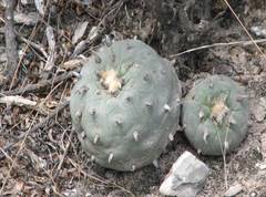 Lophophora diffusa