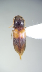 Horistonotus curiatus