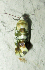 Acontia transfigurata