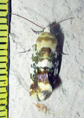 Acontia transfigurata