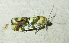 Acontia transfigurata