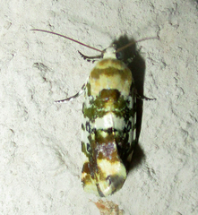 Acontia transfigurata