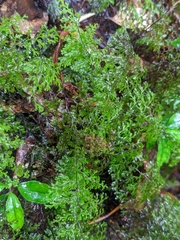 Hymenophyllum fujisanense