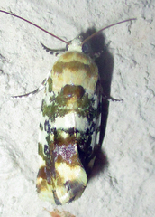Acontia transfigurata