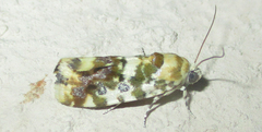 Acontia transfigurata