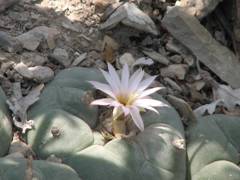 Lophophora diffusa