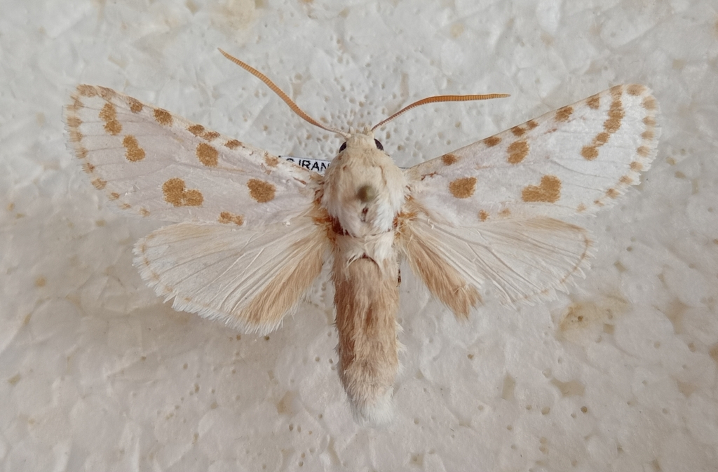 Holcocerus laudabilis