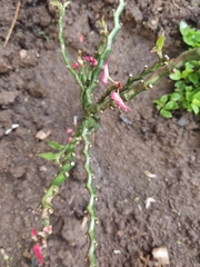 Euphorbia tithymaloides