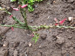 Euphorbia tithymaloides