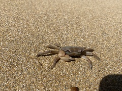 Cyclograpsus audouinii