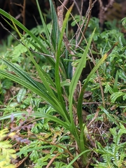Calanthe angustifolia