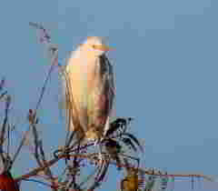 Bubulcus ibis