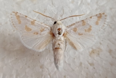 Holcocerus laudabilis