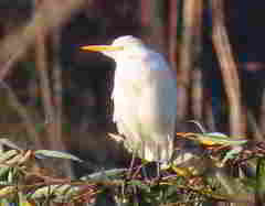 Bubulcus ibis