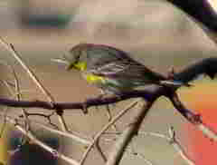 Setophaga coronata auduboni