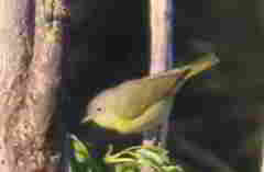 Leiothlypis ruficapilla