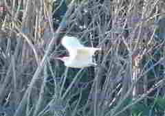Bubulcus ibis