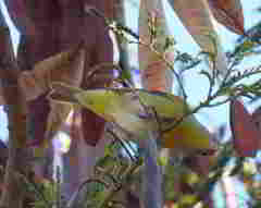 Leiothlypis ruficapilla