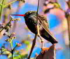 Cynanthus latirostris