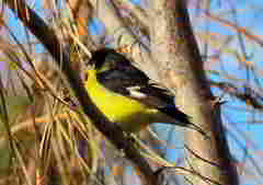 Spinus psaltria