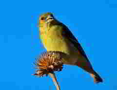 Spinus psaltria